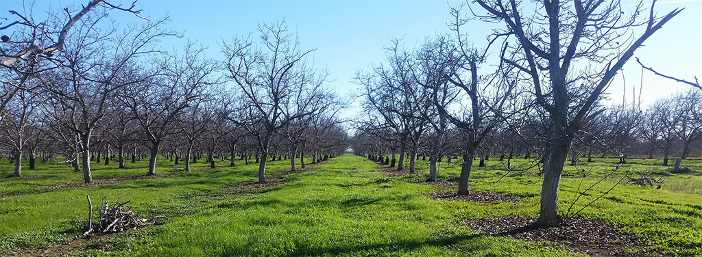 Haag.Orchard.jpg